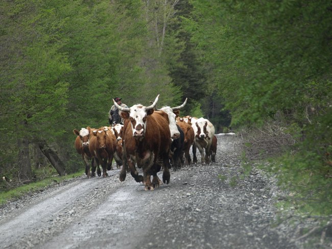 ../../Pictures/231209/039 Carretera Austral.JPG